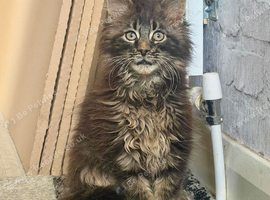 Pedigree Maine Coon Male kitten