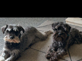Miniture schnauzer pups 4 gailrs 2 boys