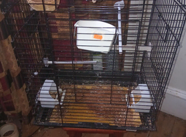 2 pair's of zebra finches.