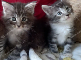 3/4 mainecoon kittens