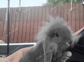 2 beautiful mini lops