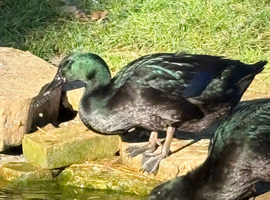 2 beautiful girls hatched in the summer