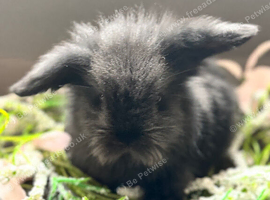 Adorable Indoor Lionlop Bunnies For Sale - Ready Soon!