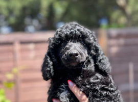 Beutiful miniature poodles
