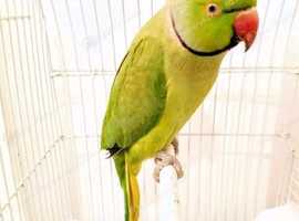 Ringneck