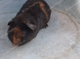 Male guinea pigs