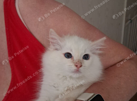 GCCF 1 Ragdoll kitten Reduced
