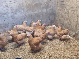 12 x Buff Orpington hens