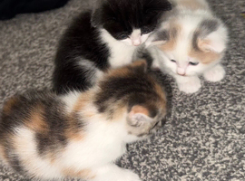 kittens