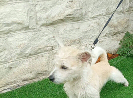 Westie x terrier