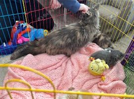 BEAUTIFUL FULL MAINE COON KITTENS