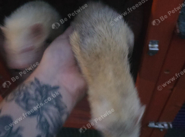 3 ferrets for rehoming