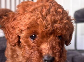 Beautiful KC registered Red toy poodle Girls