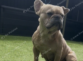 Female French bulldog