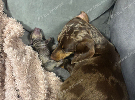 4 miniature dachshund pups
