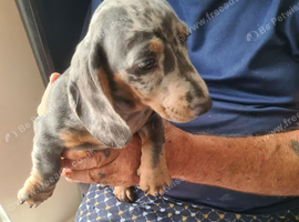 Dachshund