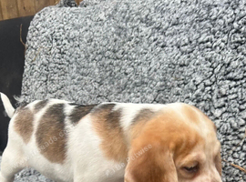 Beautiful Beagle Puppies