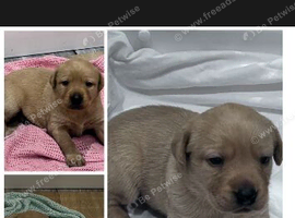 Labrador puppies kc registered