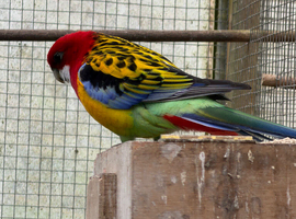 Rosella