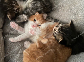 half mainecoon / ragamuffin kittens