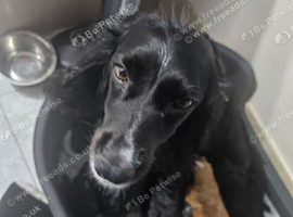 Cockapoos puppies for sale