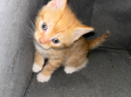 2 male ginger kittens