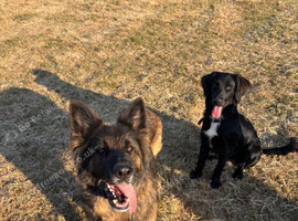 Gsd x springer spaniel