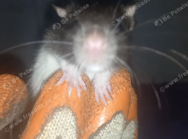 1 male dumbo and cute other rats