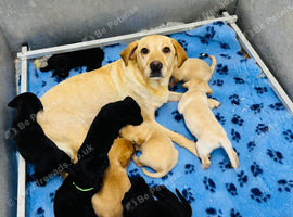 **9 STUNNING KC REGISTERED LABRADOR PUPPIES\!**