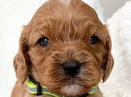 Adorable miniature F1 red Cavapoo puppies