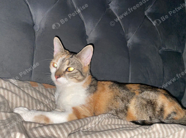 Female cat