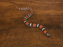 Female Tri Colour Hognose