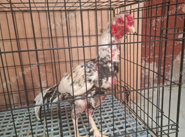 aseel Shamo cock