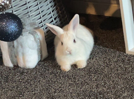 Netherland dwarf x New Zealand