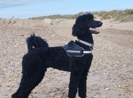 Pedigree Standard Poodle Albert for Stud only