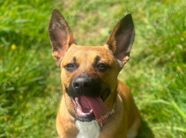 Frenchie x Spanish terrier