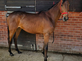 Lovely unbroken tb filly 3yrs