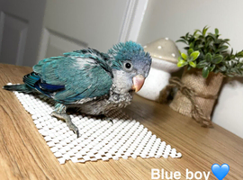 Stunning Quaker babies