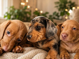 Daschund boys available