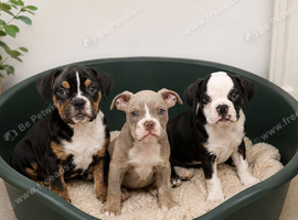 (Final 2) New English Bulldogs puppies