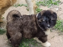 Akita pups