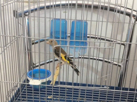 2026 Grey pate goldfinches