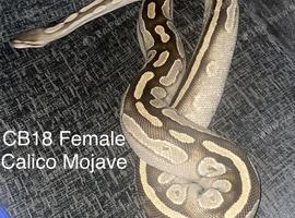 CB18 Female Calico Mojave