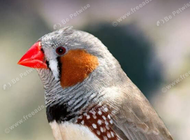Zebra finch. Free