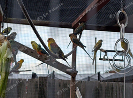 2026 redrump parakeets looking for new homes