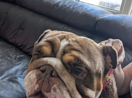 2 year old English bulldog