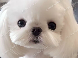 Micro korean maltese stud