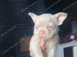 Cute pink frug for sale