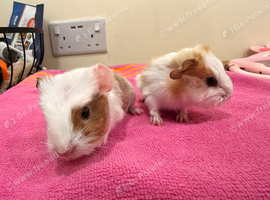 Beautiful crested and smooth boar guinea pigs to RESERVE