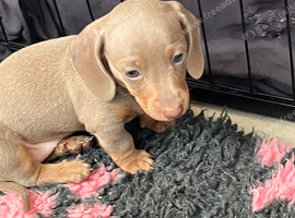 Mini Dachshund